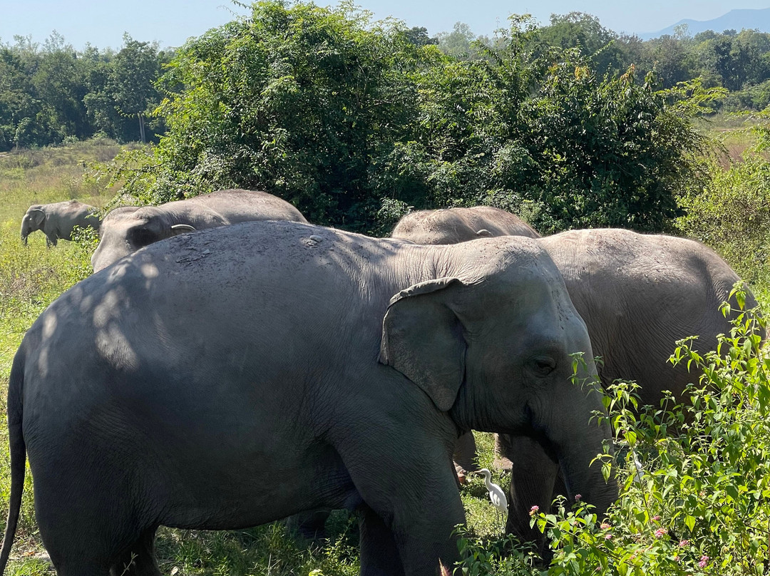 Wildlife Friends Foundation Thailand-他央必去景点