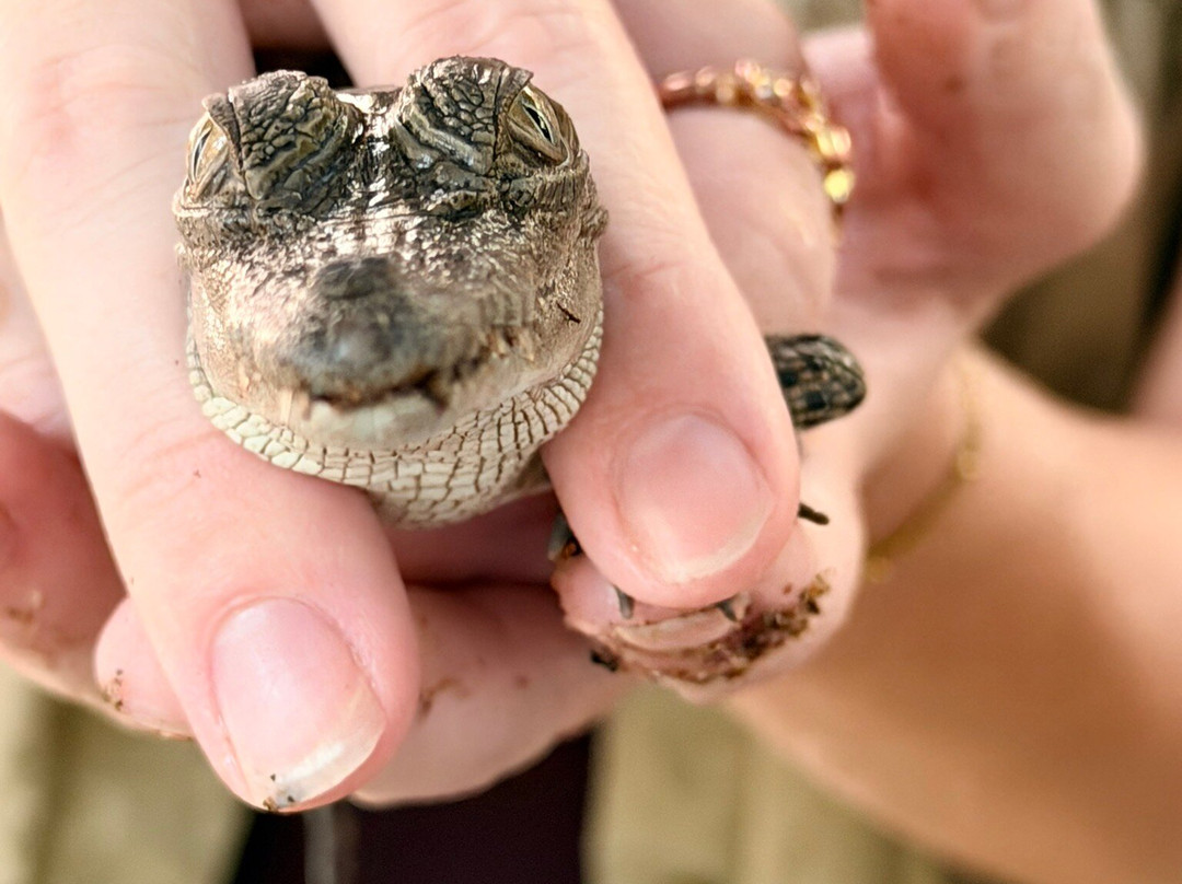 Selina Magnetic Island & The Koala Park-Horseshoe Bay必去景点