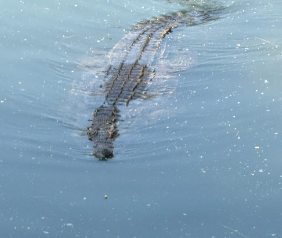 Dubai Crocodile Park-迪拜必去景点