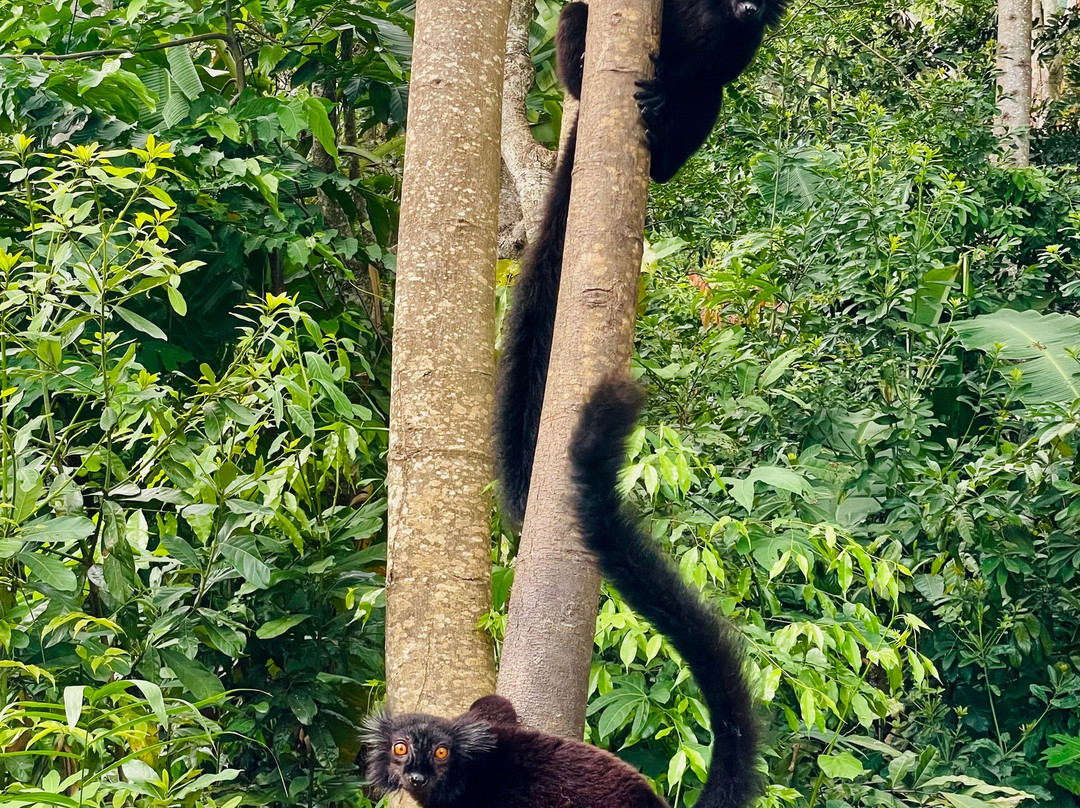 Madagascar Tour Severino-Dzamandzar必去景点