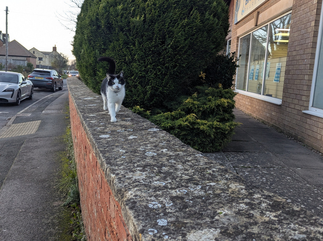 Wall Cat-Bishop's Cleeve必去景点