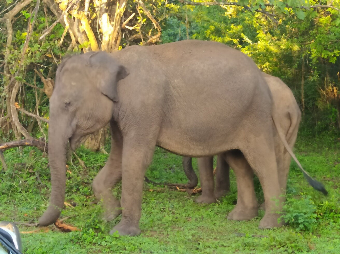 Yala Lahiru Safari-蒂瑟默哈拉默必去景点