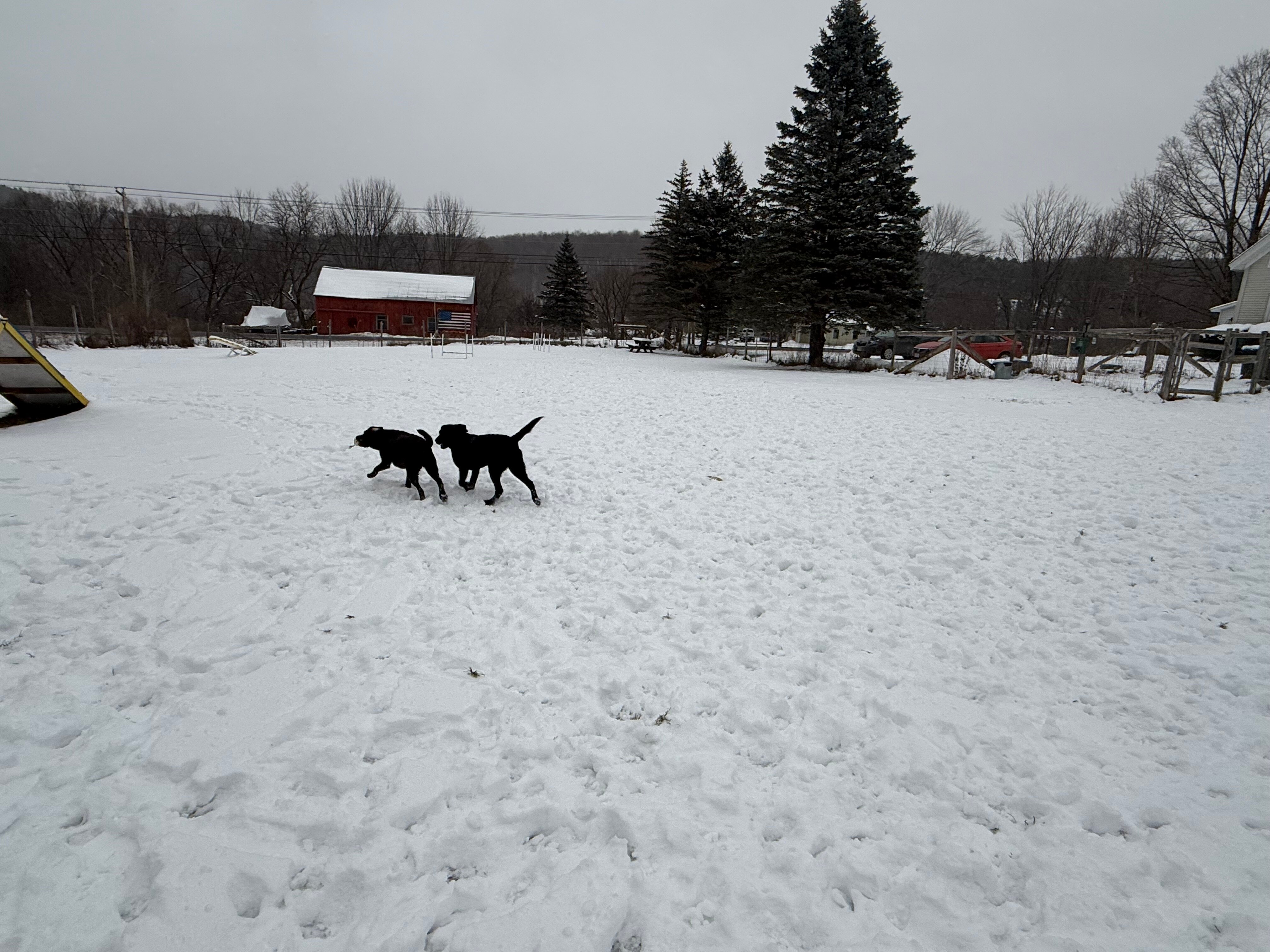 The Paw House Inn-官方