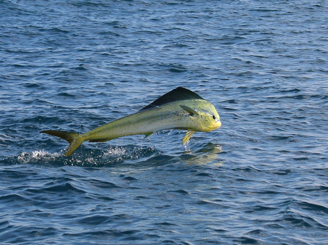 Costa Rica Peche Passion-果菲托必去景点