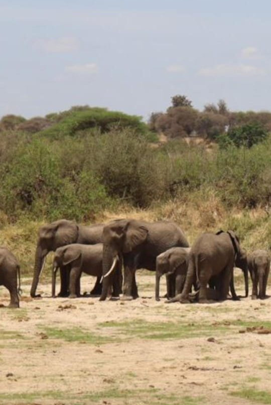 FB Tanzania Expeditions-阿鲁沙必去景点