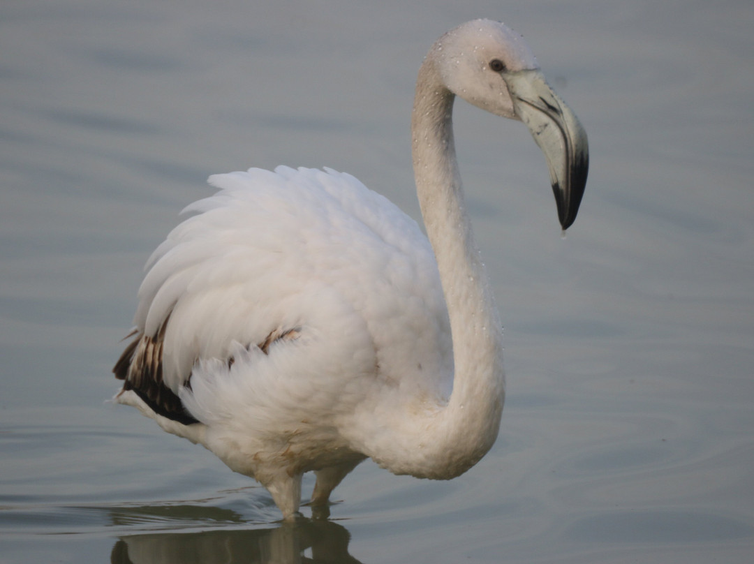 Parc Natural dels Aiguamolls de l'Emporda-罗塞斯必去景点