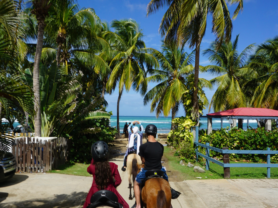 Hacienda Flambollan Tours-Vieques必去景点