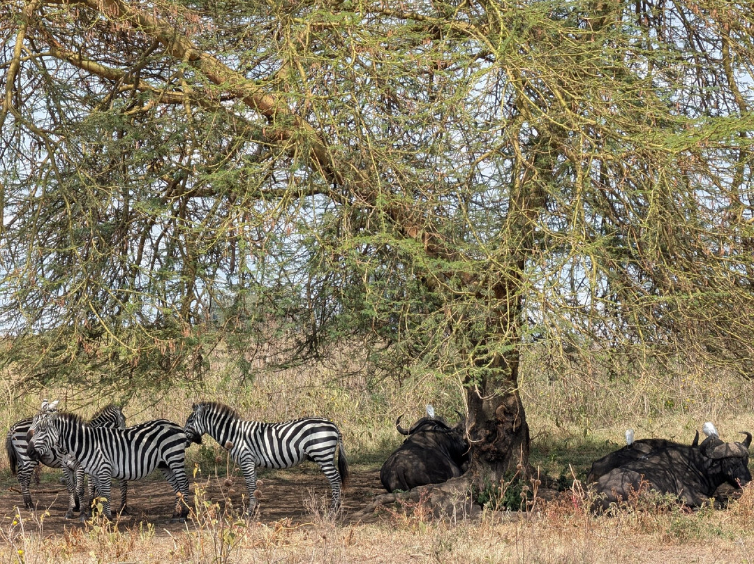 Tuthie afrika-纳库鲁必去景点