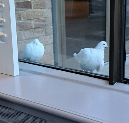 假日彼得伯勒西区酒店主图