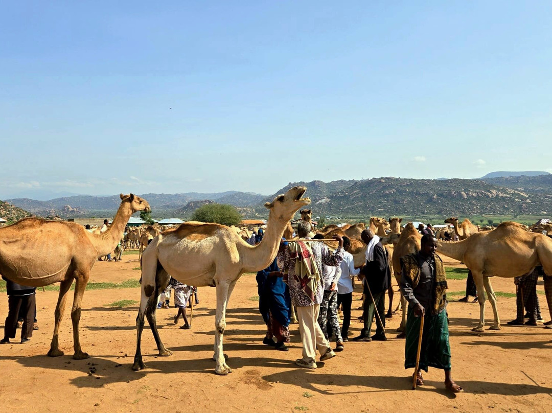 Edom Harar Tours & Car Rentals-哈勒尔必去景点