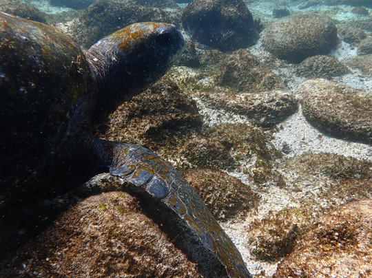 Uniquely Galapagos-阿约拉港必去景点