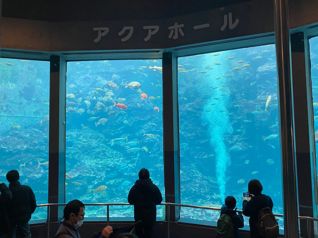 Shimoda Aquarium-下田市必去景点