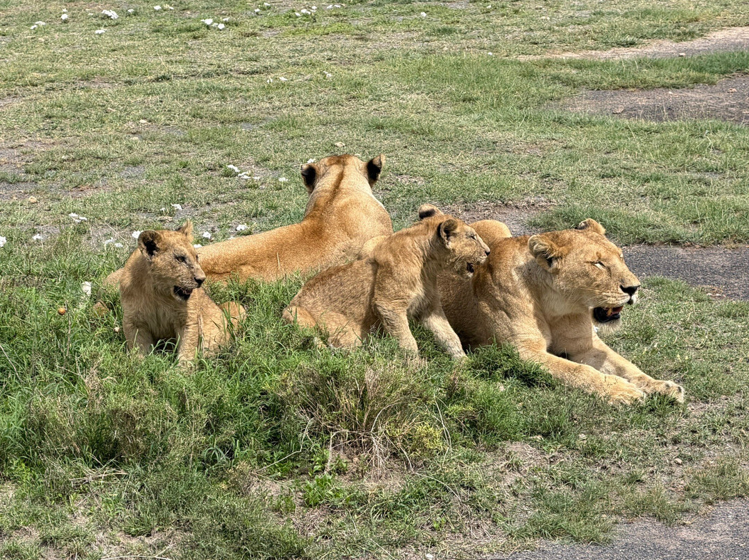 Meru Slopes Tours & Safaris-阿鲁沙必去景点