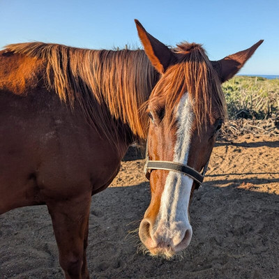 Cerritos Cowboy-Playa Cerritos必去景点