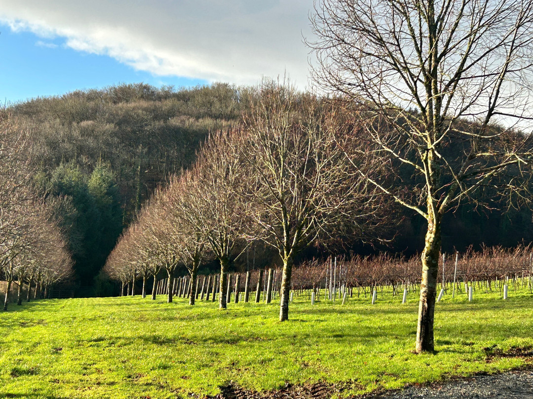 Alder Vineyard-Lewdown必去景点