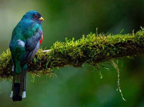Neblina Forest-基多必去景点