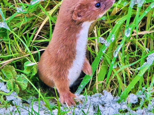 British Wildlife Centre-Lingfield必去景点