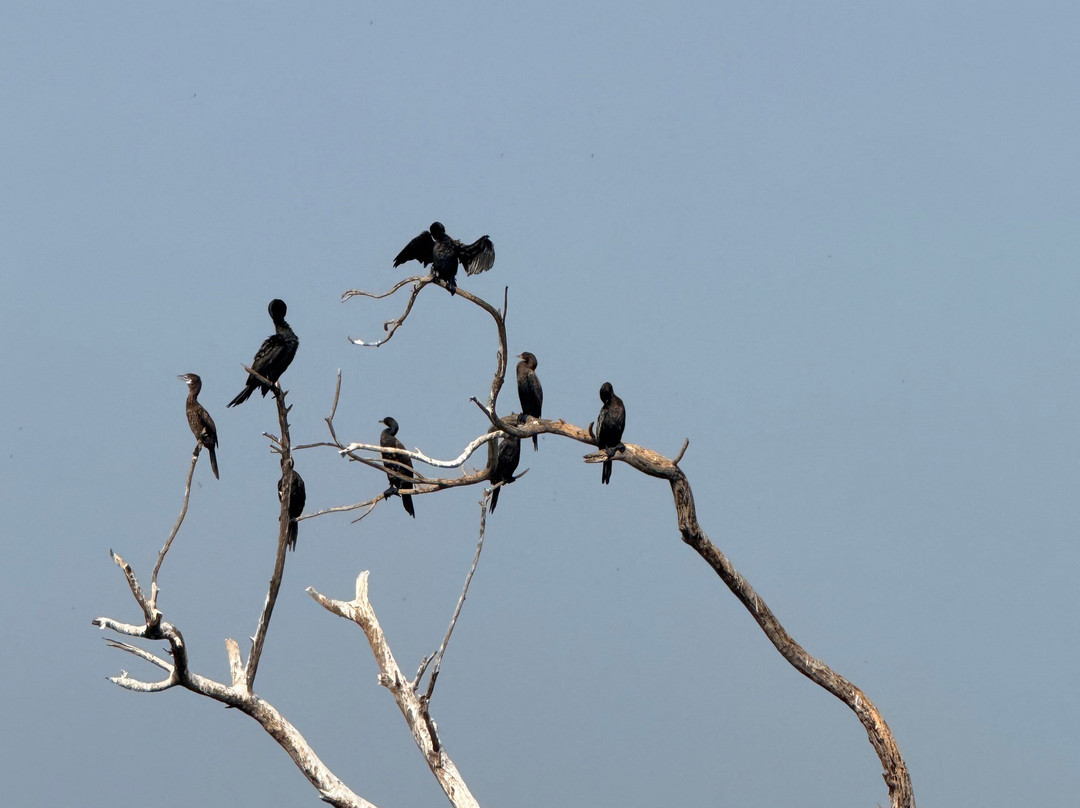 Nalsarovar Bird Sanctuary-Nalsarovar必去景点
