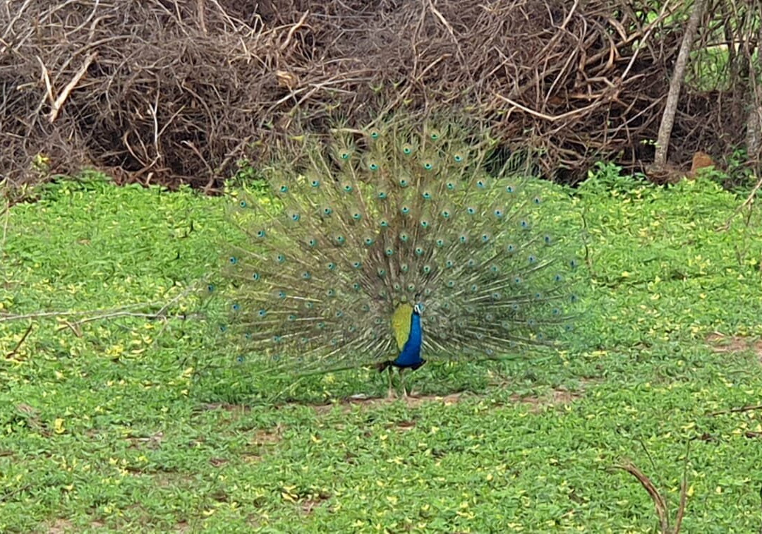 Udawalawe Lahiru Safari Guide Tours-乌达瓦拉维国家公园必去景点