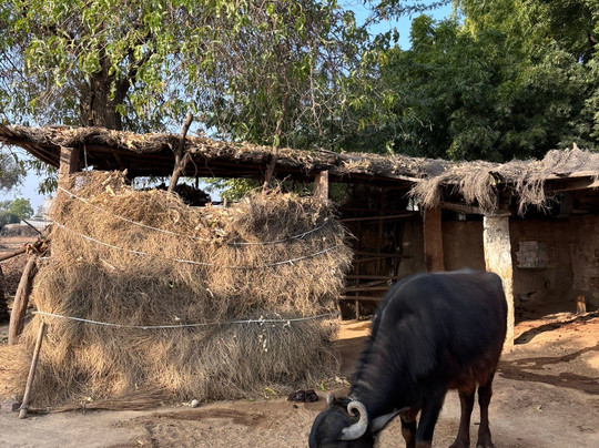 Bishnoi Village Safari-焦特布尔必去景点