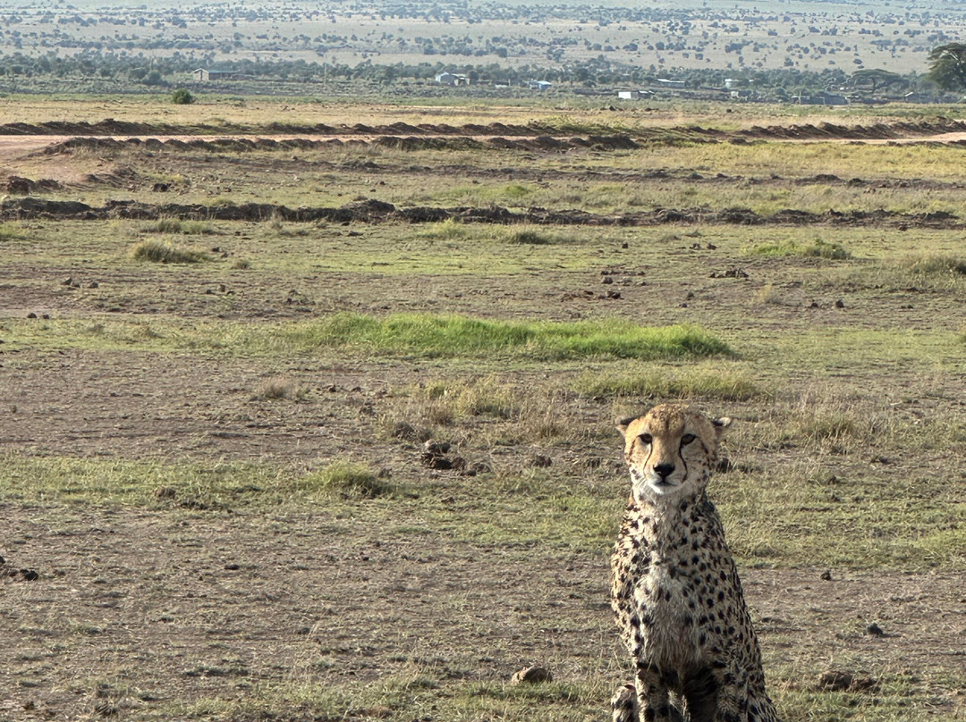 Safari Kenya roberto toba-瓦塔木必去景点