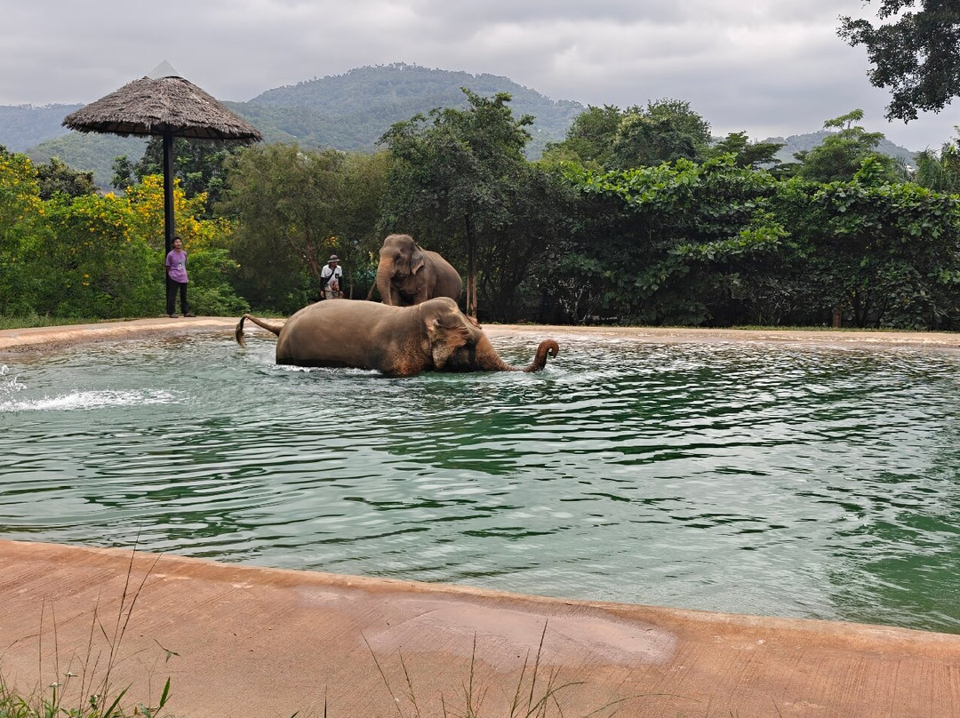 Samui Elephant Sanctuary-波普特必去景点
