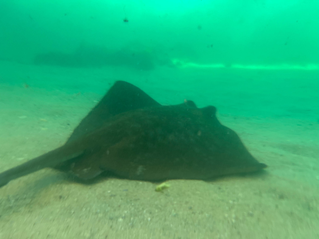 Irukandji Shark & Ray Encounters-史蒂芬斯港必去景点