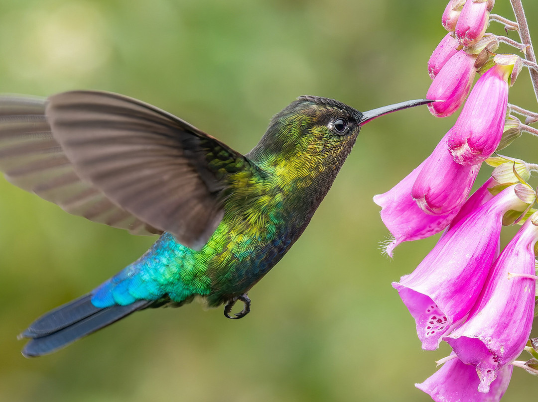 冒险世界-Bibra Lake必去景点