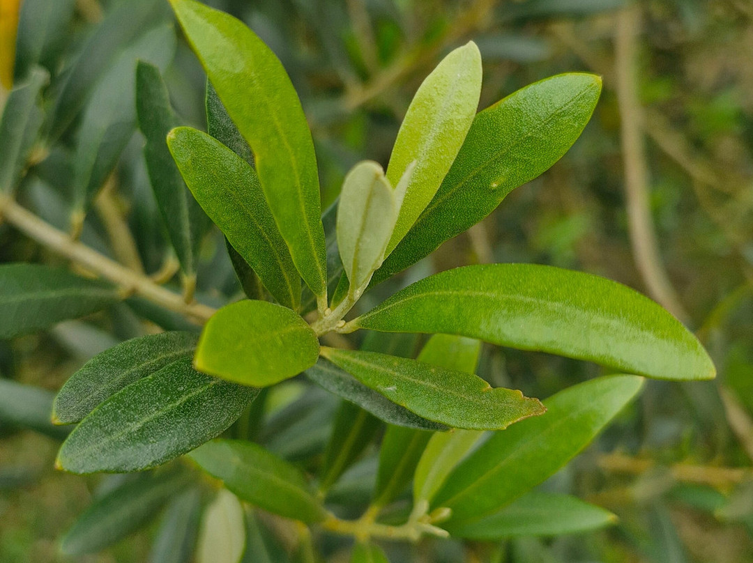 Quinta Do Vienzo-Rancho Queimado必去景点