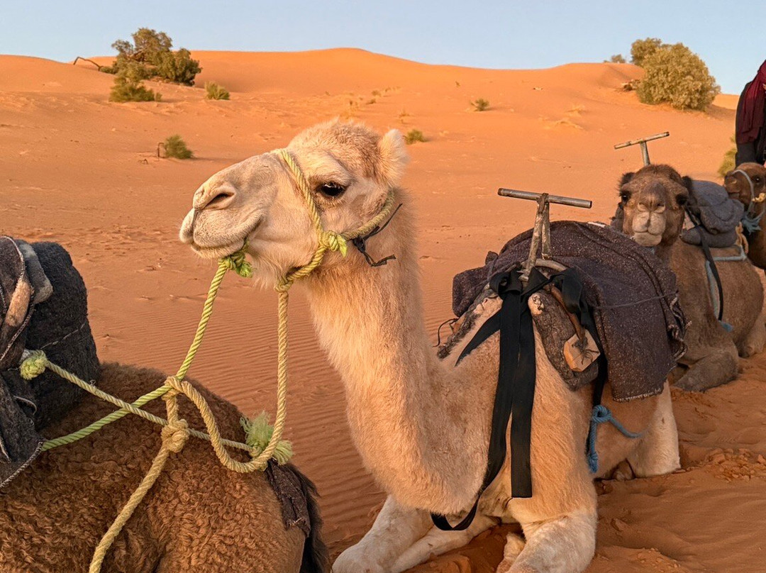 Desert Excursion Morocco-丹吉尔必去景点