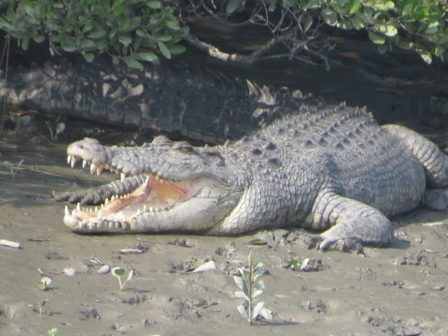 Sundarban Beckons-Gosaba必去景点