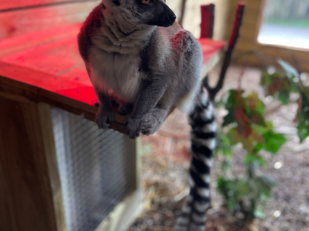 Exotic Zoo Wildlife Park + Natural History & Dino Museum-特尔福德必去景点