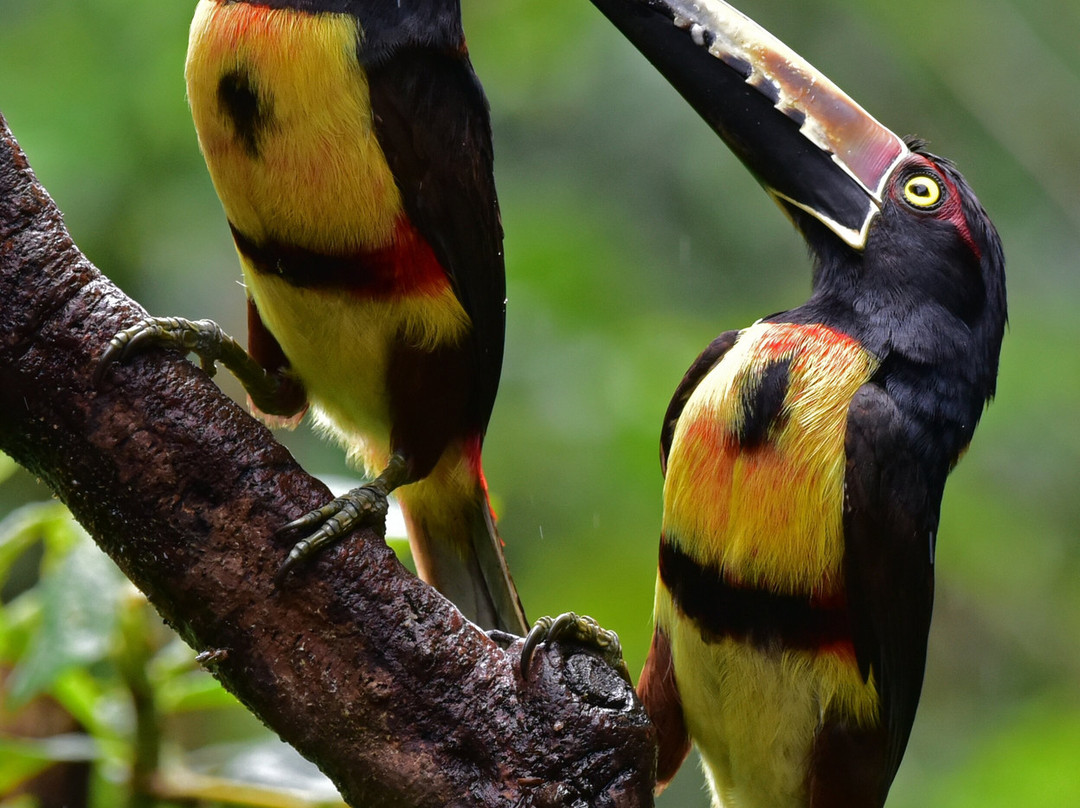 Dave & Dave's Costa Rica Nature Park-La Virgen必去景点