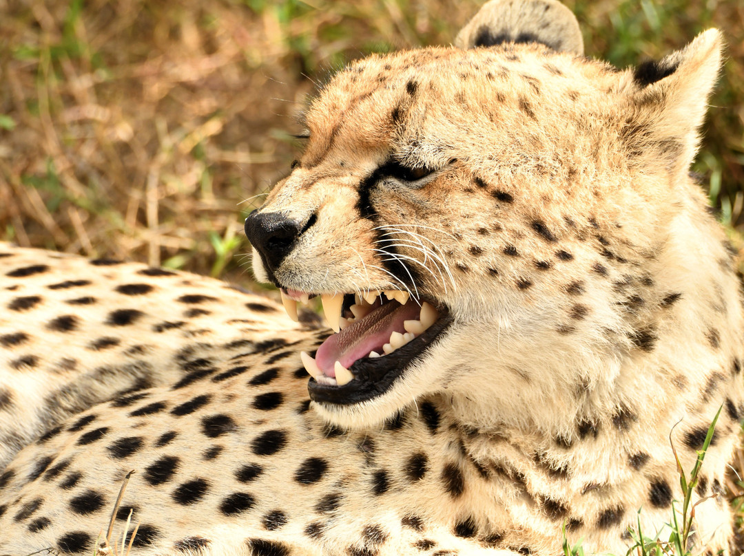 易捷旅游-一日游-阿鲁沙必去景点