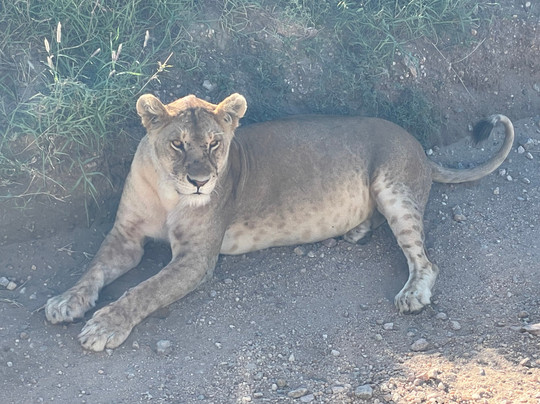 Wild Ways Adventure-阿鲁沙必去景点