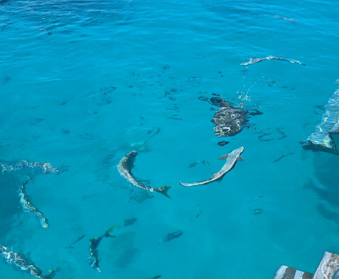 格列夫人岛-马斯格雷夫夫人岛必去景点