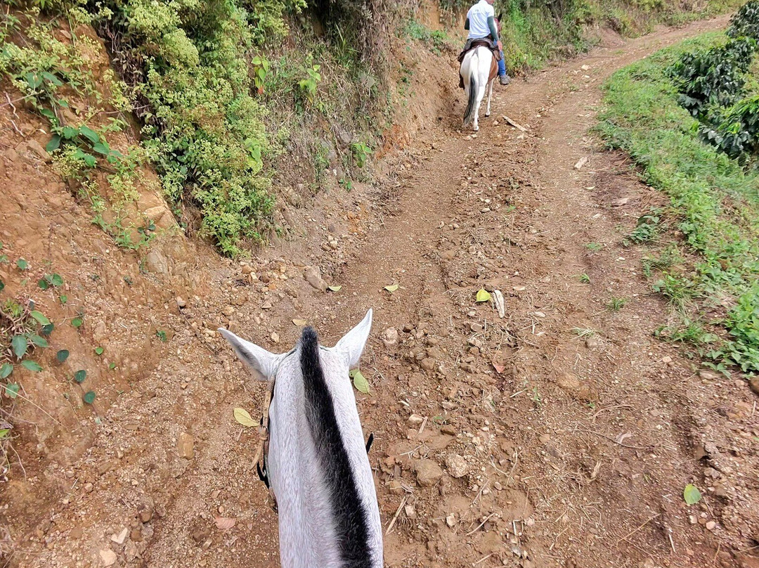 El Diamante精品农场主图