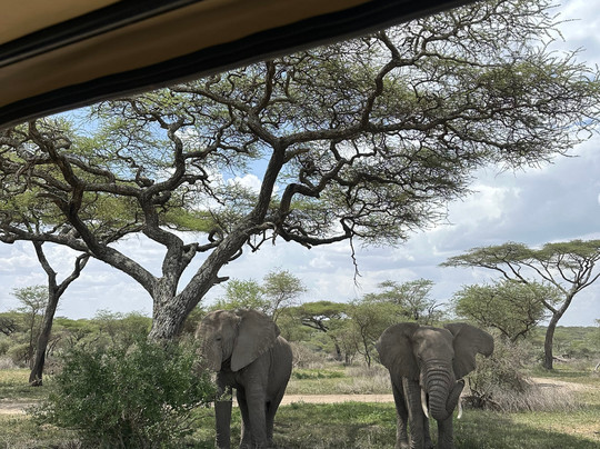 Serengeti Smile-阿鲁沙必去景点