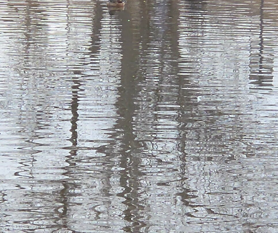 J. Kenneth Smith Bird Sanctuary & Nature Center-罗斯威尔必去景点