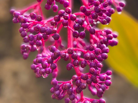 Mike's Maxi Taxi-布里奇顿必去景点