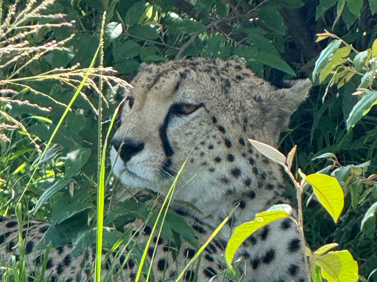 Mufasa Tours and Travels-内罗毕必去景点