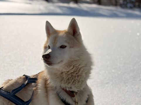 The Husky Experience Sestriere-Sestriere必去景点