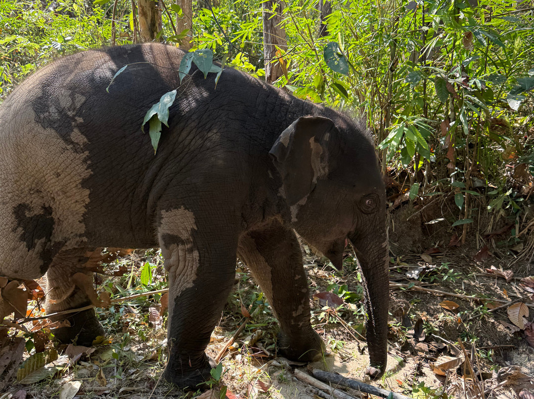 丛林天堂大象园-Mae Win必去景点