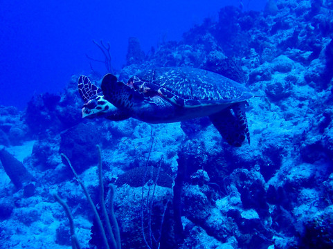 Only Blue Diving Dreams-Cockburn Town必去景点