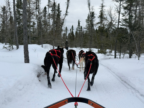 Chilly Dogs Sled Dog Trips-伊利必去景点