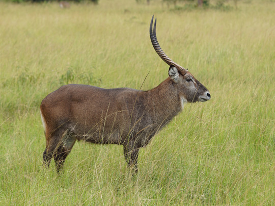 Gorillas and Wildlife Safaris-布恩迪难以穿越的国家公园必去景点