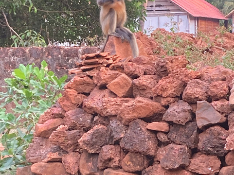 Goa Yogashala : Yoga Teacher Training in Goa India-格纳戈纳必去景点