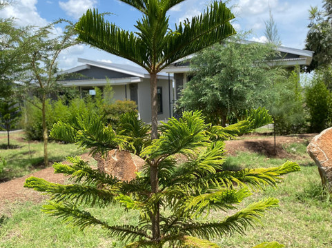 Rianta Hills Mara Resort