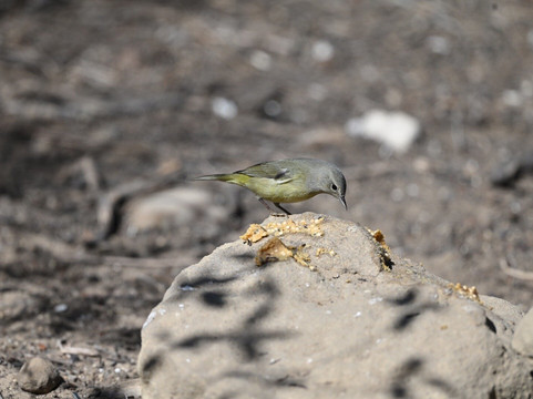 Falcon State Park-Roma必去景点
