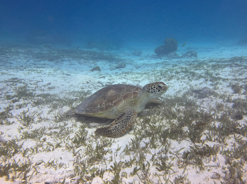 Red Sail Sports Aruba-奥腊涅斯塔德必去景点